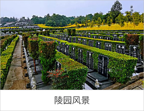 陵园风景
